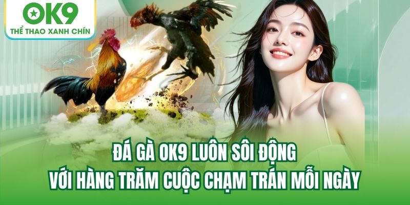 Đá Gà OK9 luôn sôi động với hàng trăm cuộc chạm trán mỗi ngày